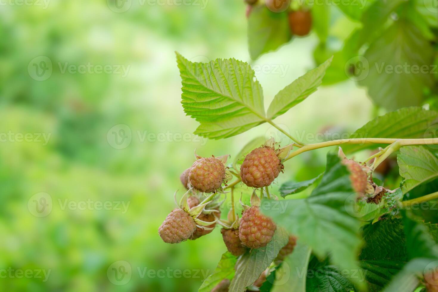 A bunch of slightly unripe raspberries on a bush with green leaves in a garden. photo