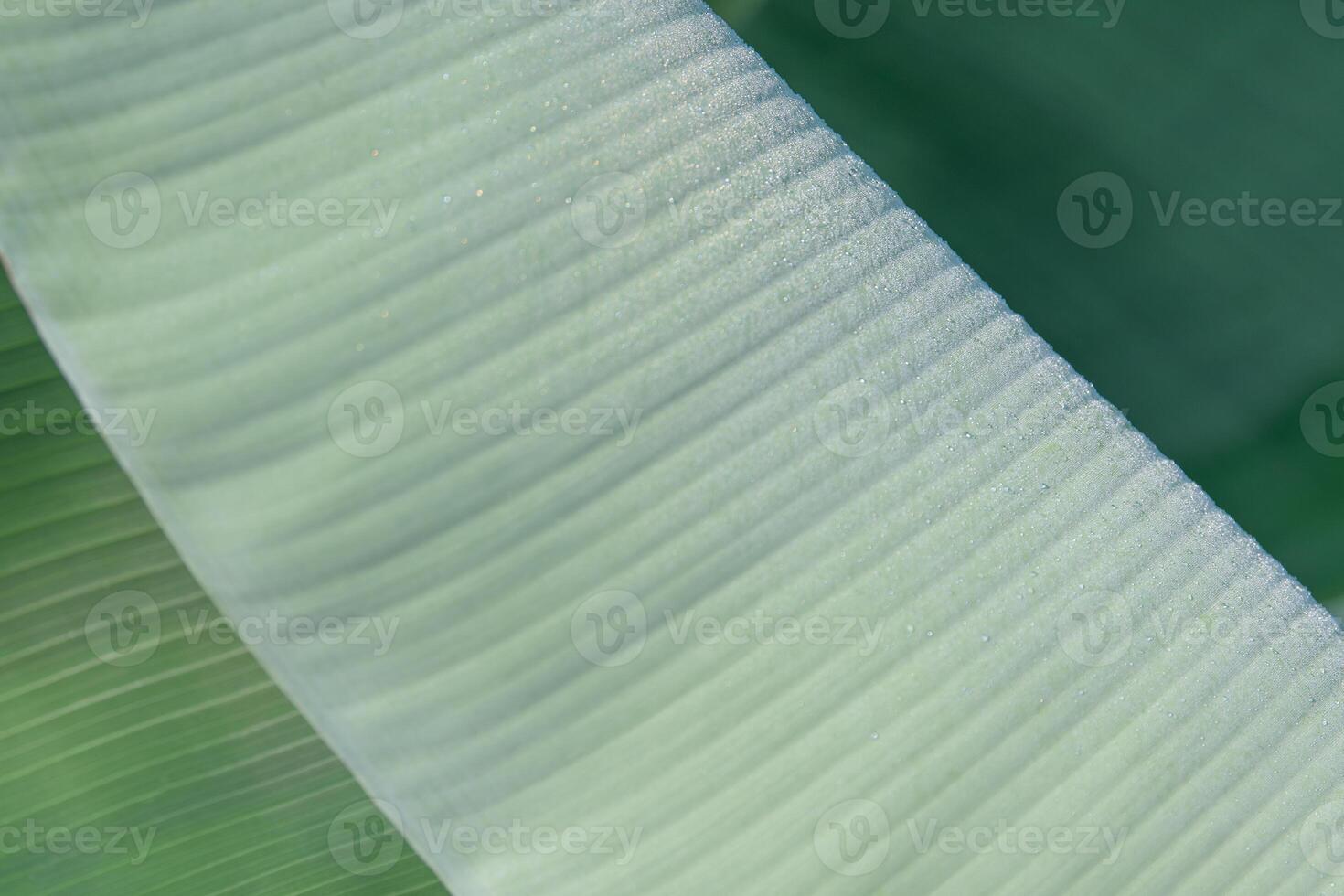 An abstract image of green foliage that looks like a soft blanket. photo