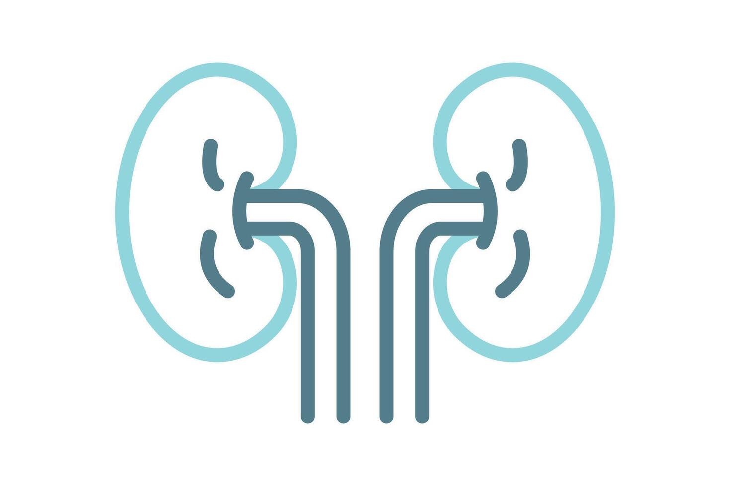 Kidney icon. line icon style. icon related to medical. health elements illustration vector