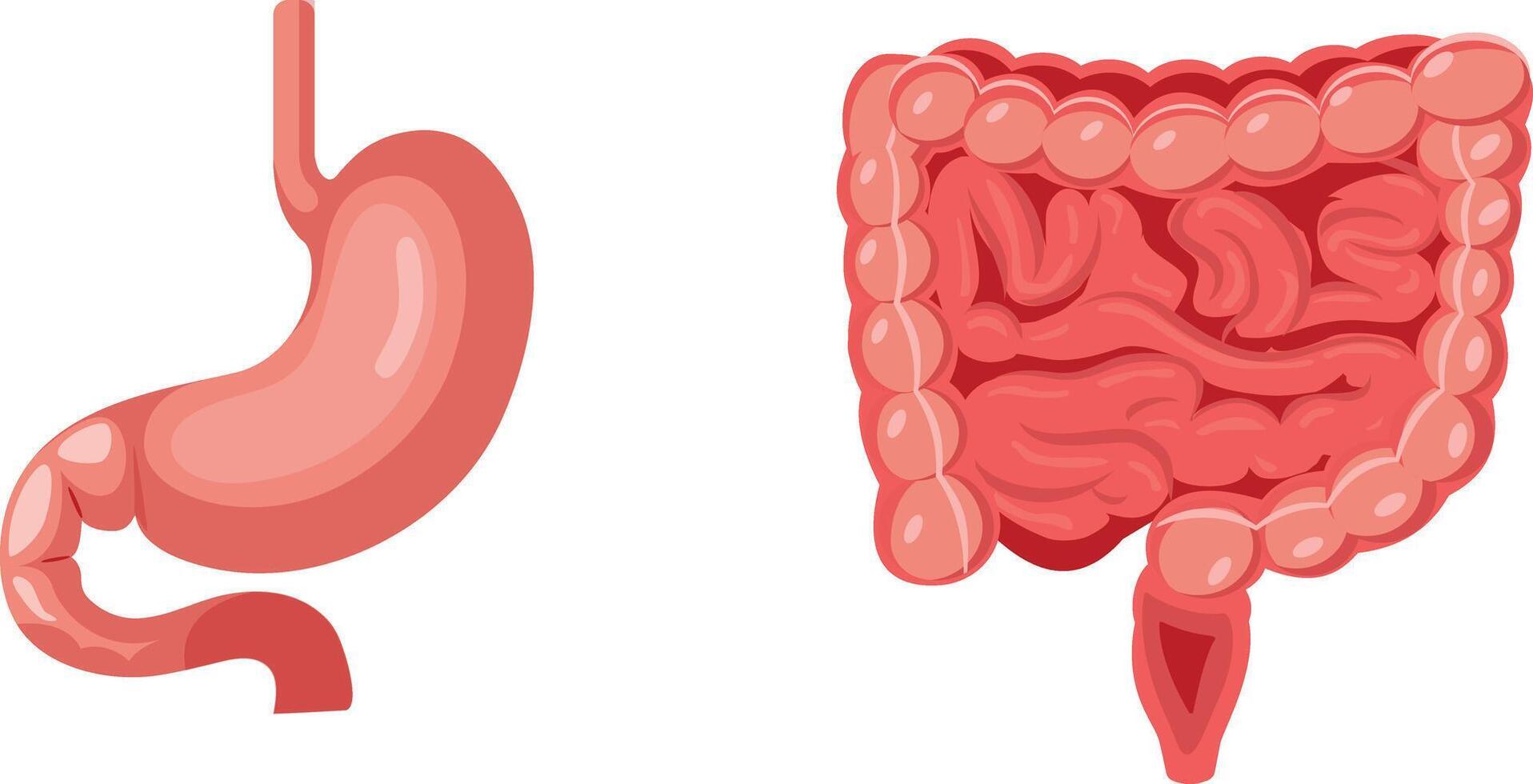Biological human organs for education and science illustration vector