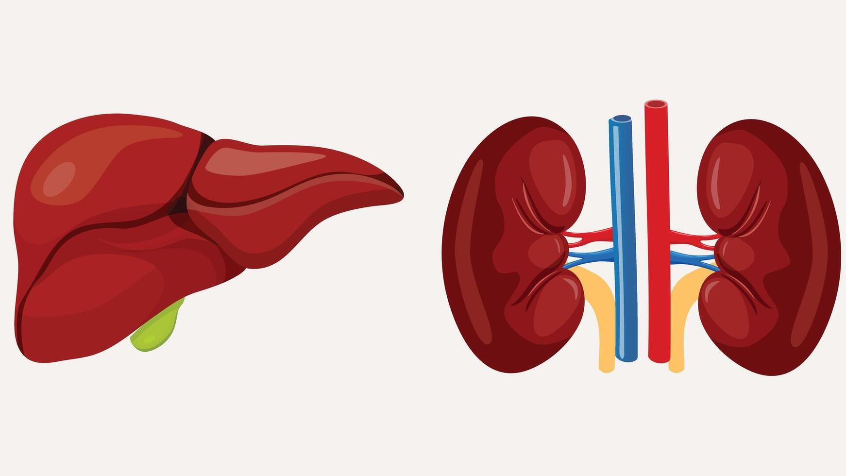 Biology Human organs for education and science vector