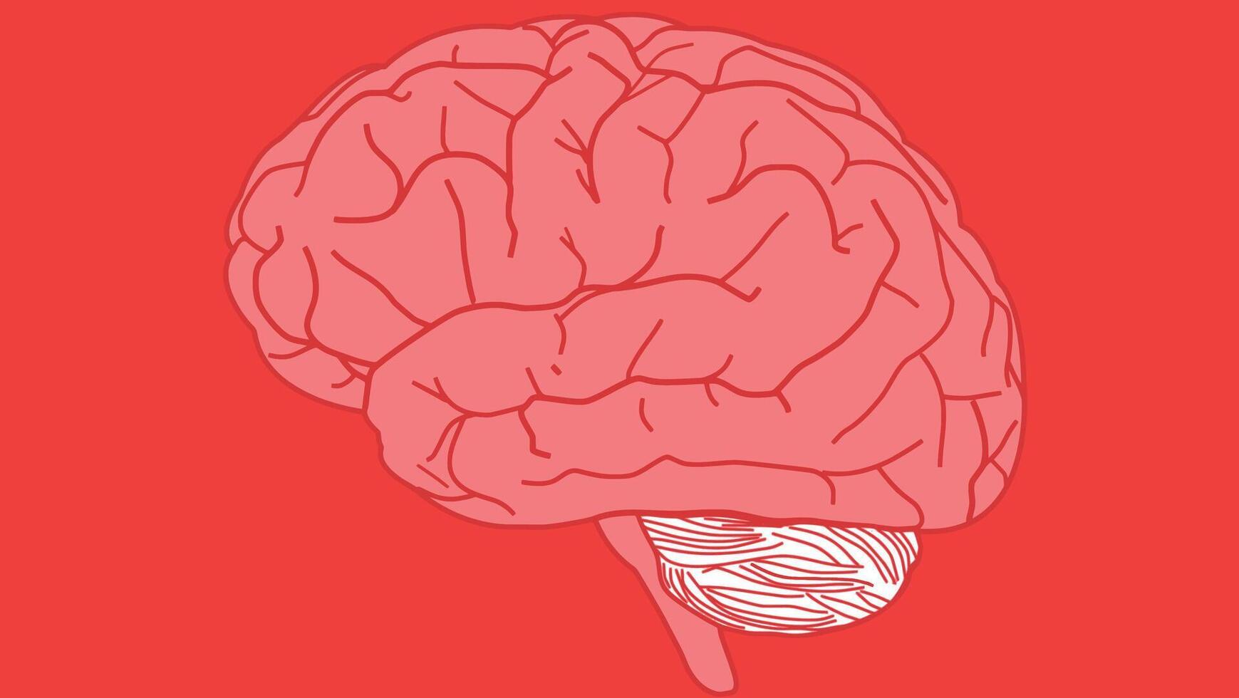 anatomical Human brain flat design isolated vector