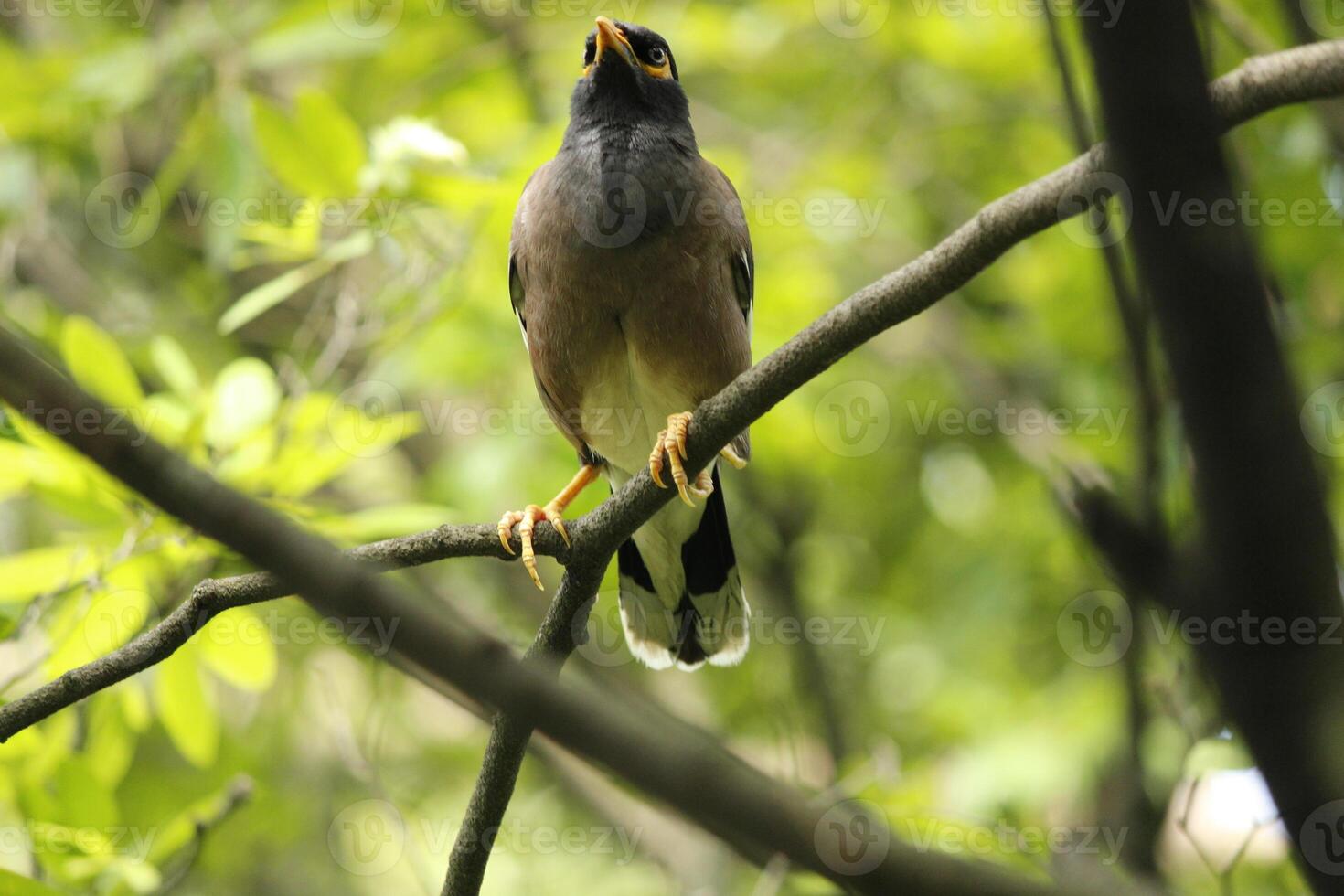 Beautiful portrait of common myna or Indian myna Acridotheres tristis perched on a branch with green leaves background photo