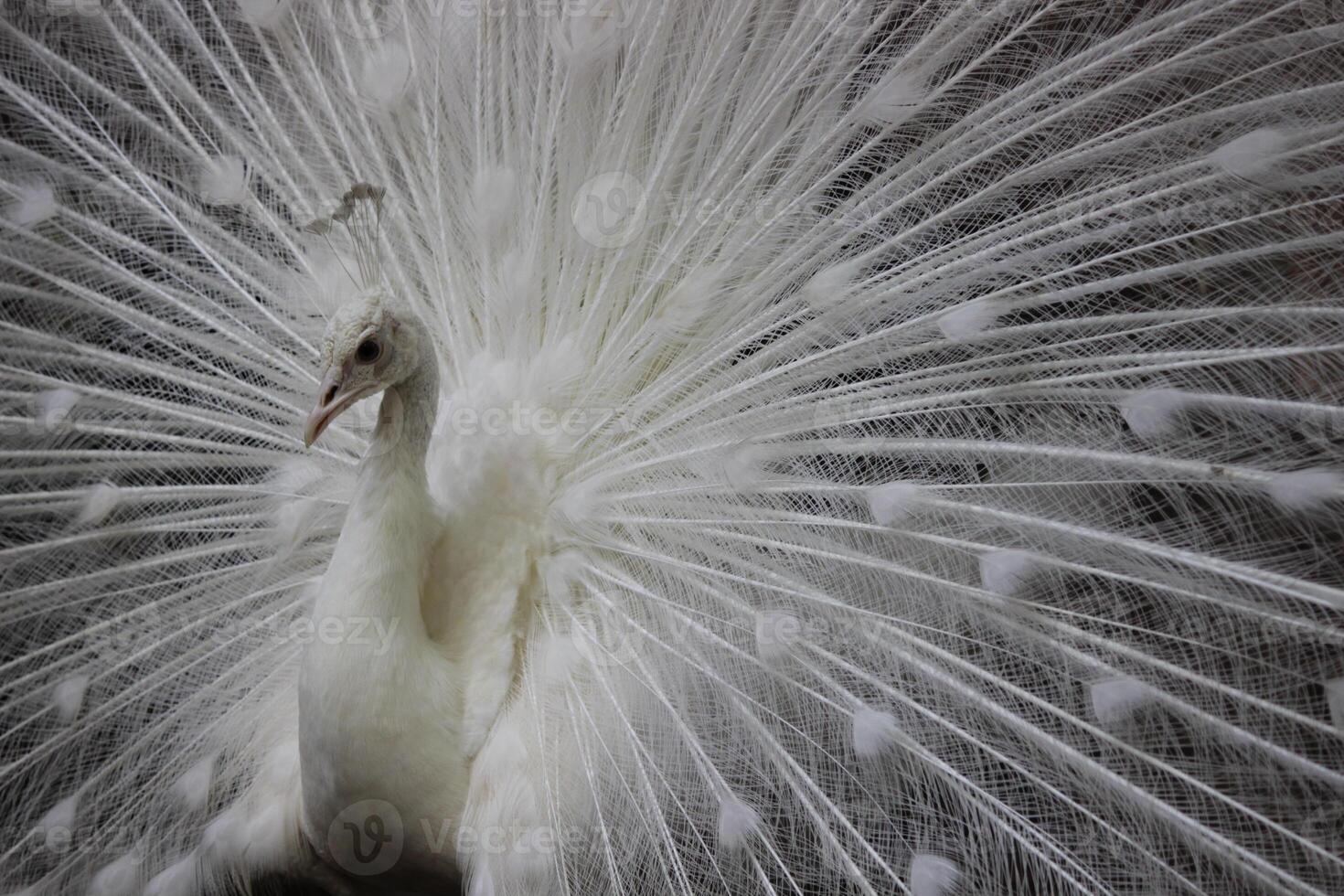 White peacock or white peafowl with dark background in a zoo photo