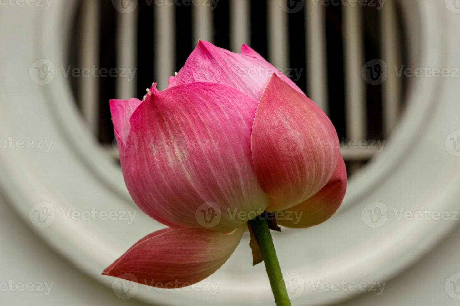 Pinky lotus bud Nelumbo nucifera isolated on white background photo