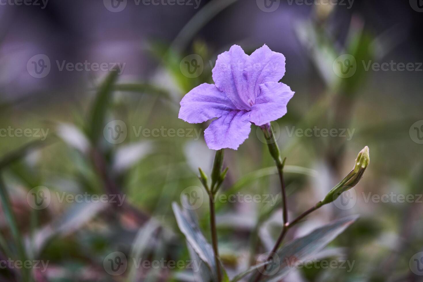 Close up of Ruellia tuberosa or or Ruellia brittoniana or Purple Ruellia flower blooming on blurred background photo
