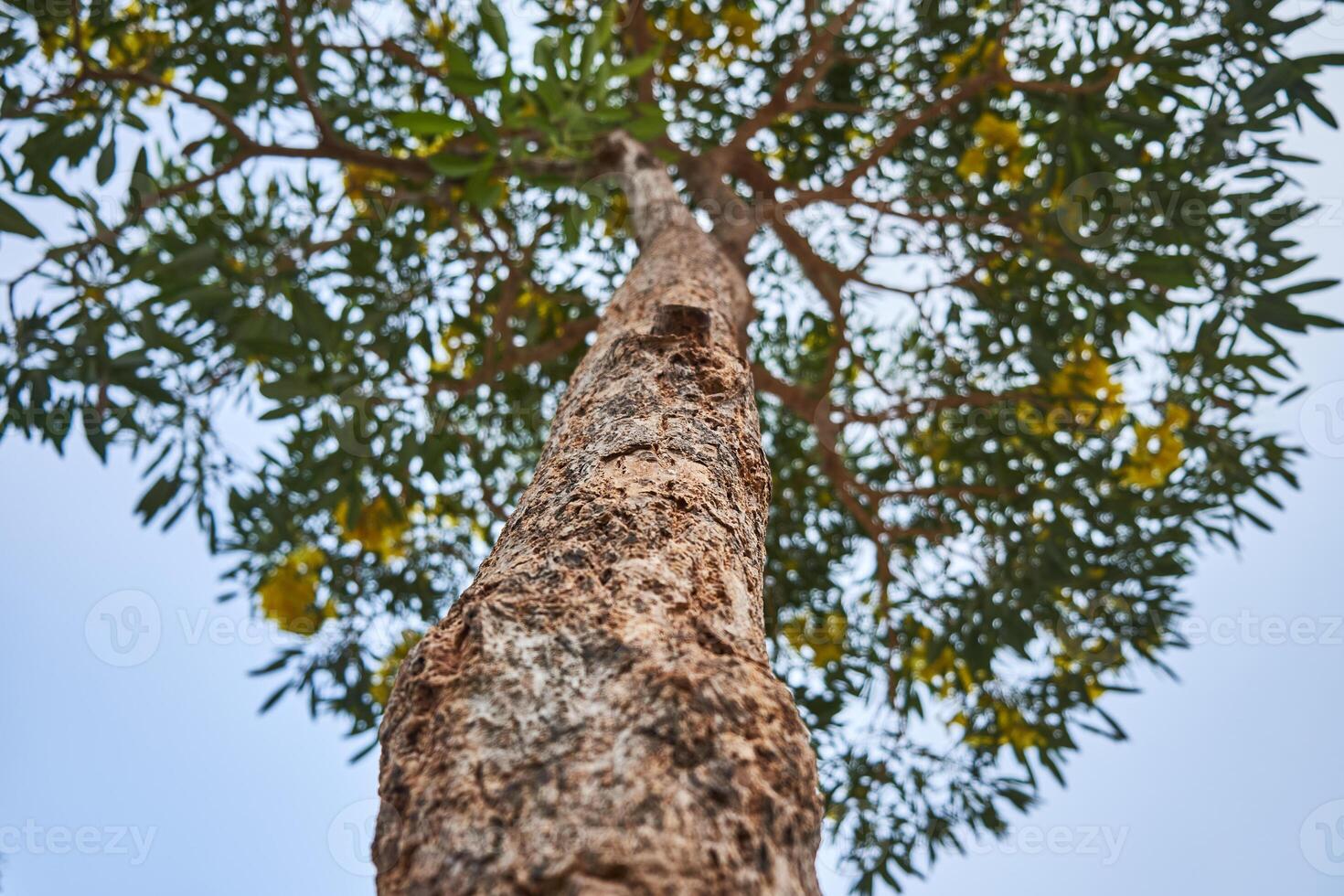 Low angle view of yellow trumpet tree with blooming yellow flower under clear sky photo