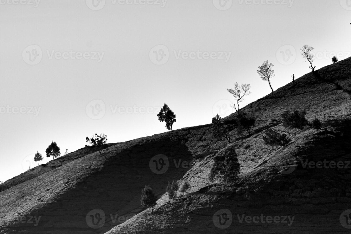 The hillside with trees under a clear sky in black and white photography photo