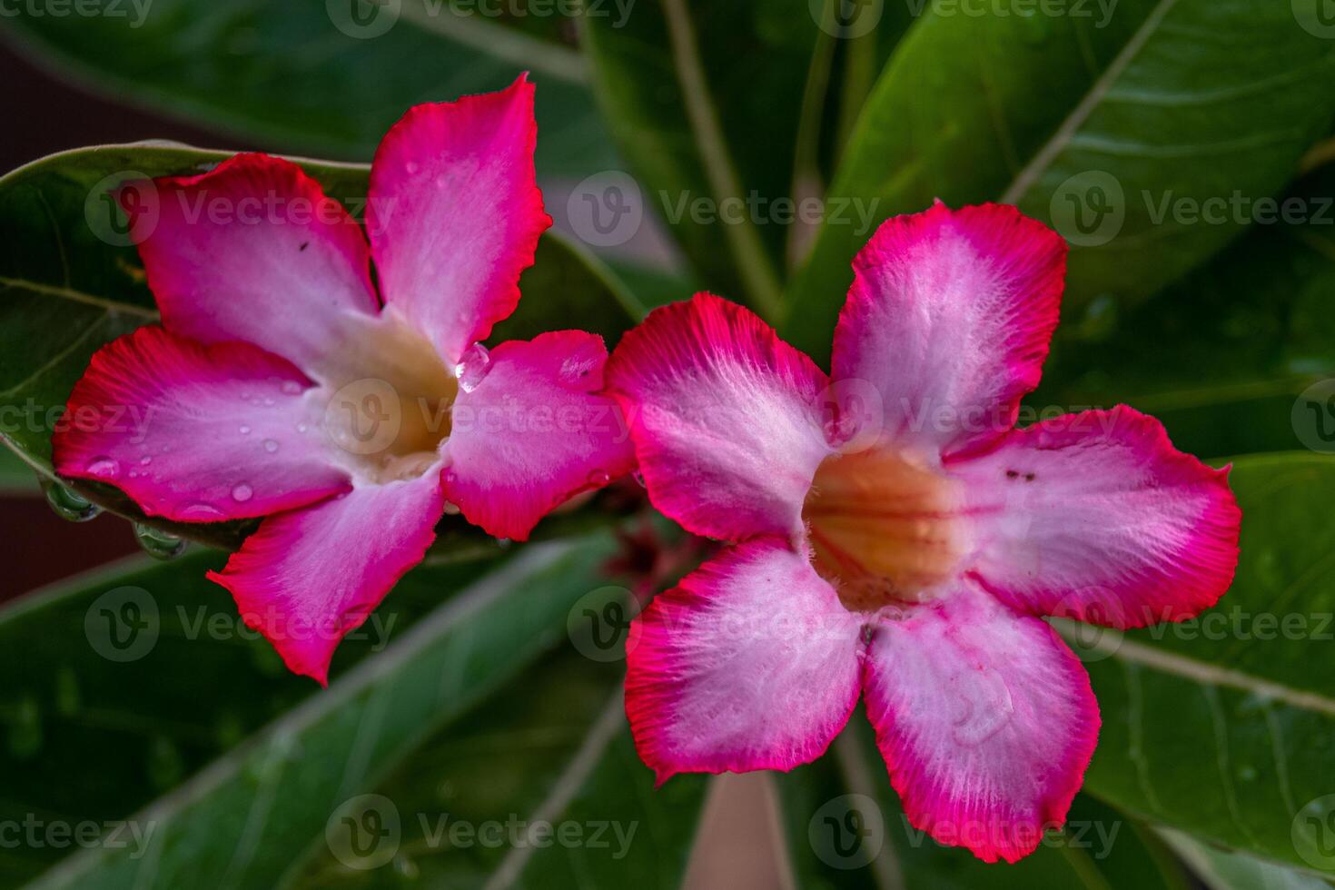 The pink color of adenium flowers with dew drops in the morning photo