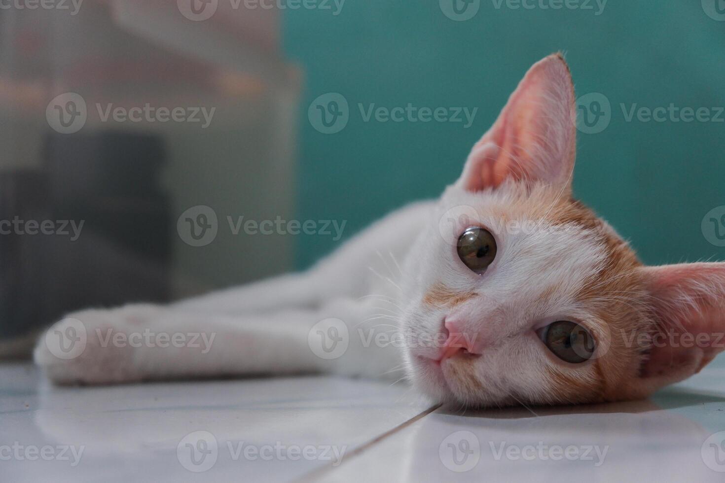 White kitten laying down on the floor. Little domestic cat looking with curious face. photo