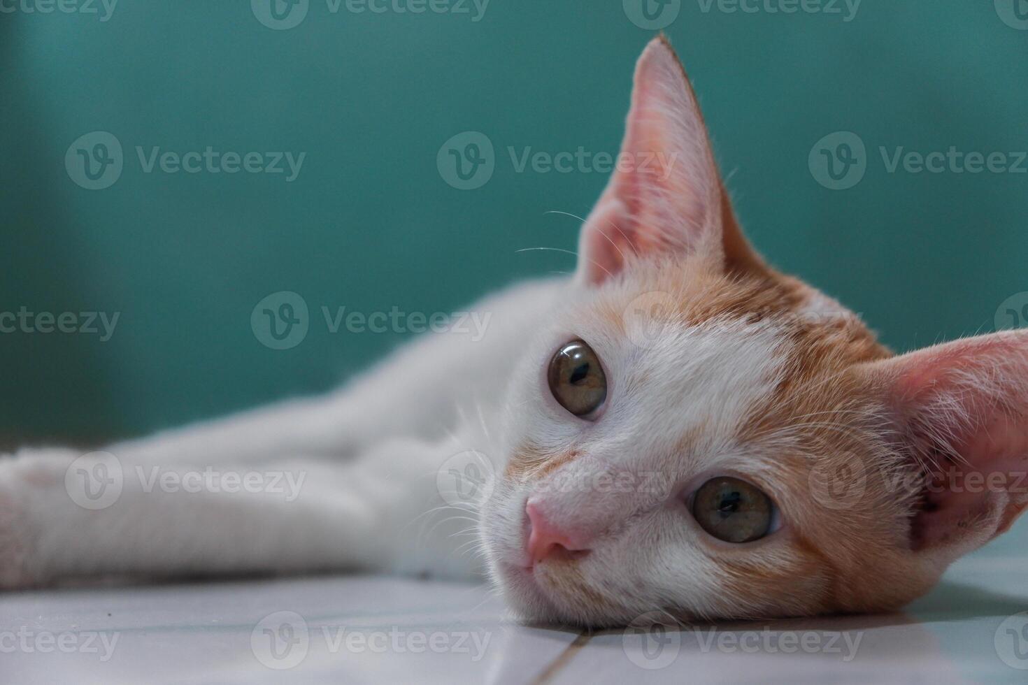 White kitten laying down on the floor. Little domestic cat looking with curious face. photo