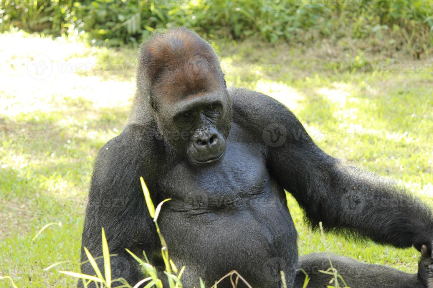 Gorilla Troglodytes gorilla, the herbivorous apes that inhabit the forests of central Sub-Saharan Africa, sitting on ground in zoo photo