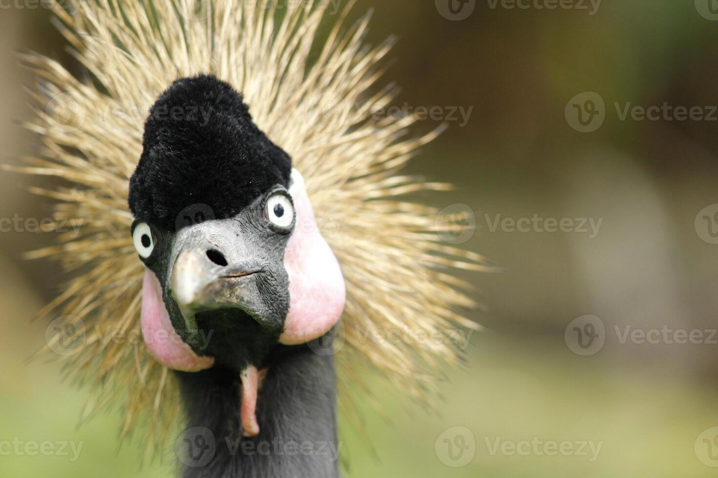 Beautiful portrait of grey crowned crane or African crowned crane Balearica regulorum with bokeh background of green grass in a zoo photo