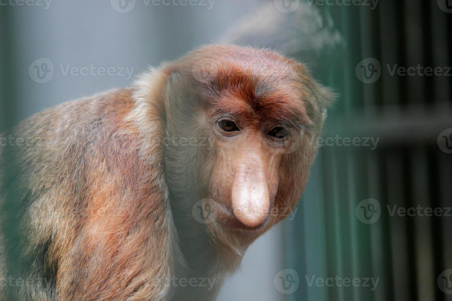 Portrait of male proboscis monkey Nasalis larvatus or long-nosed monkey in a cages of a zoo. Nasalis larvatus is a native species of monkey in Southeast Asia photo