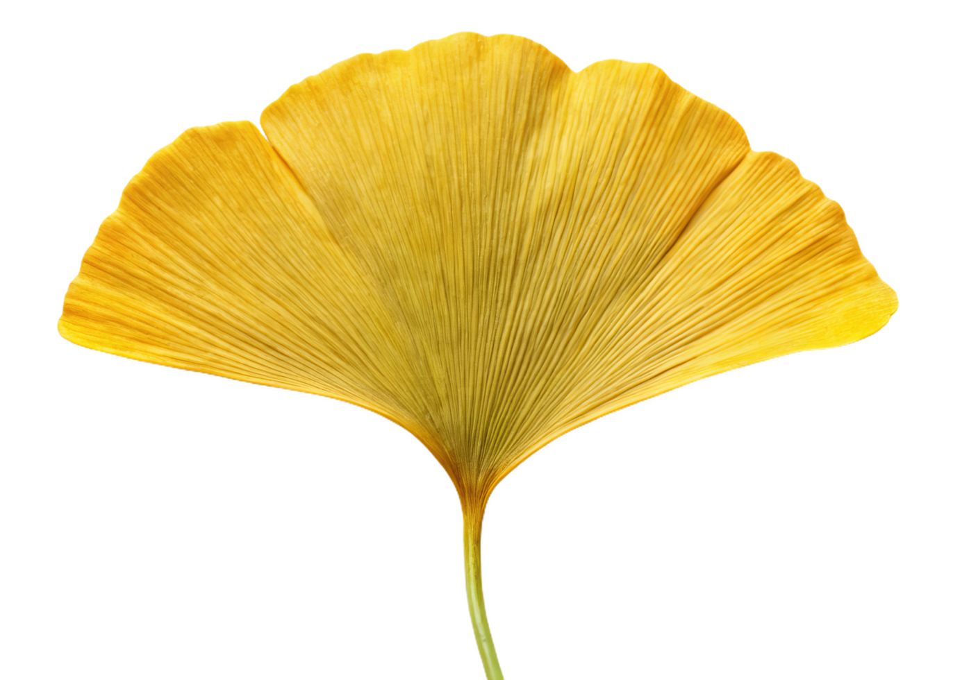 vibrant ginkgo leaf with fan shape, showcasing soft yellow hues png