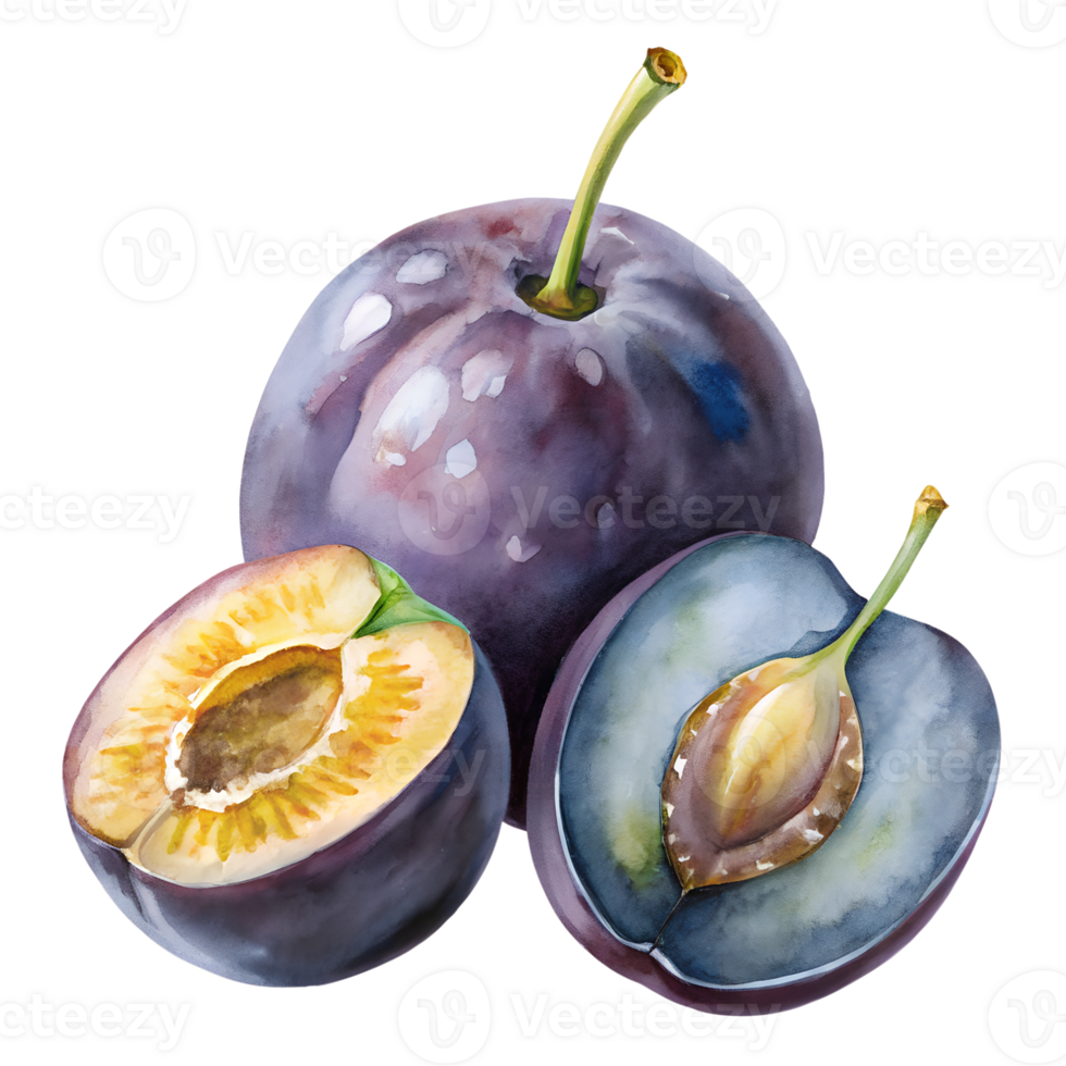 Watercolor hand drawn Prune png