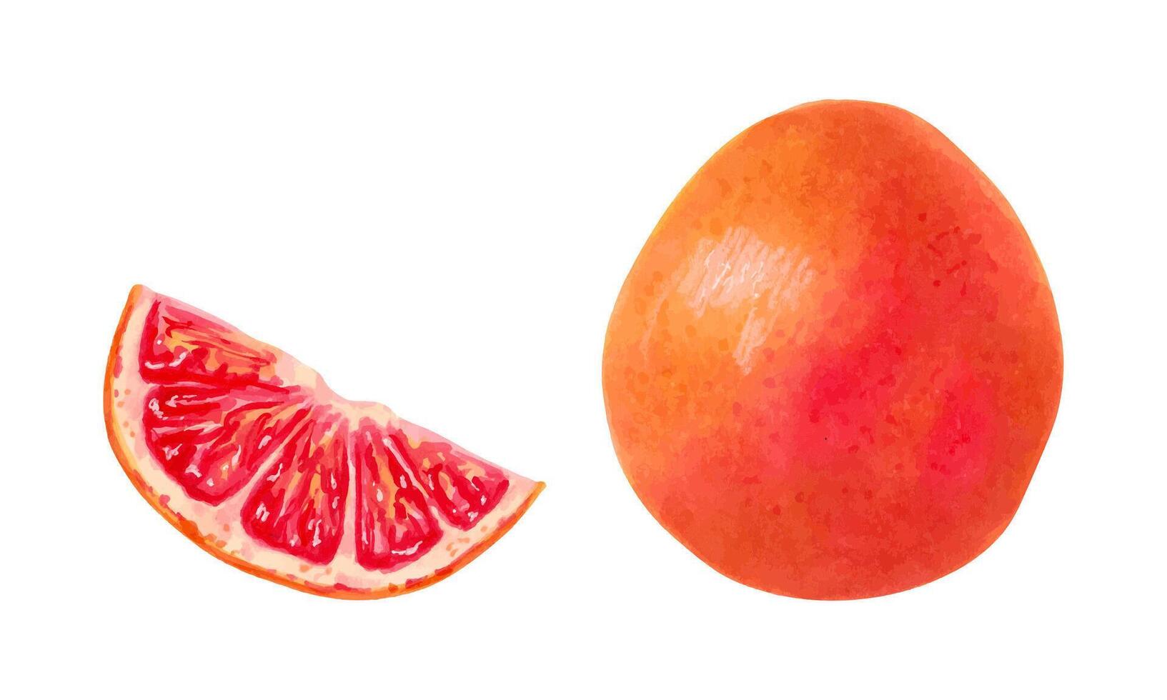 Whole grapefruit with a slice. Illustration with watercolors and markers. Hand drawn isolated art. Healthy food. Clipart of an ecological citrus product. Orange fruits for packaging, juices, menus vector