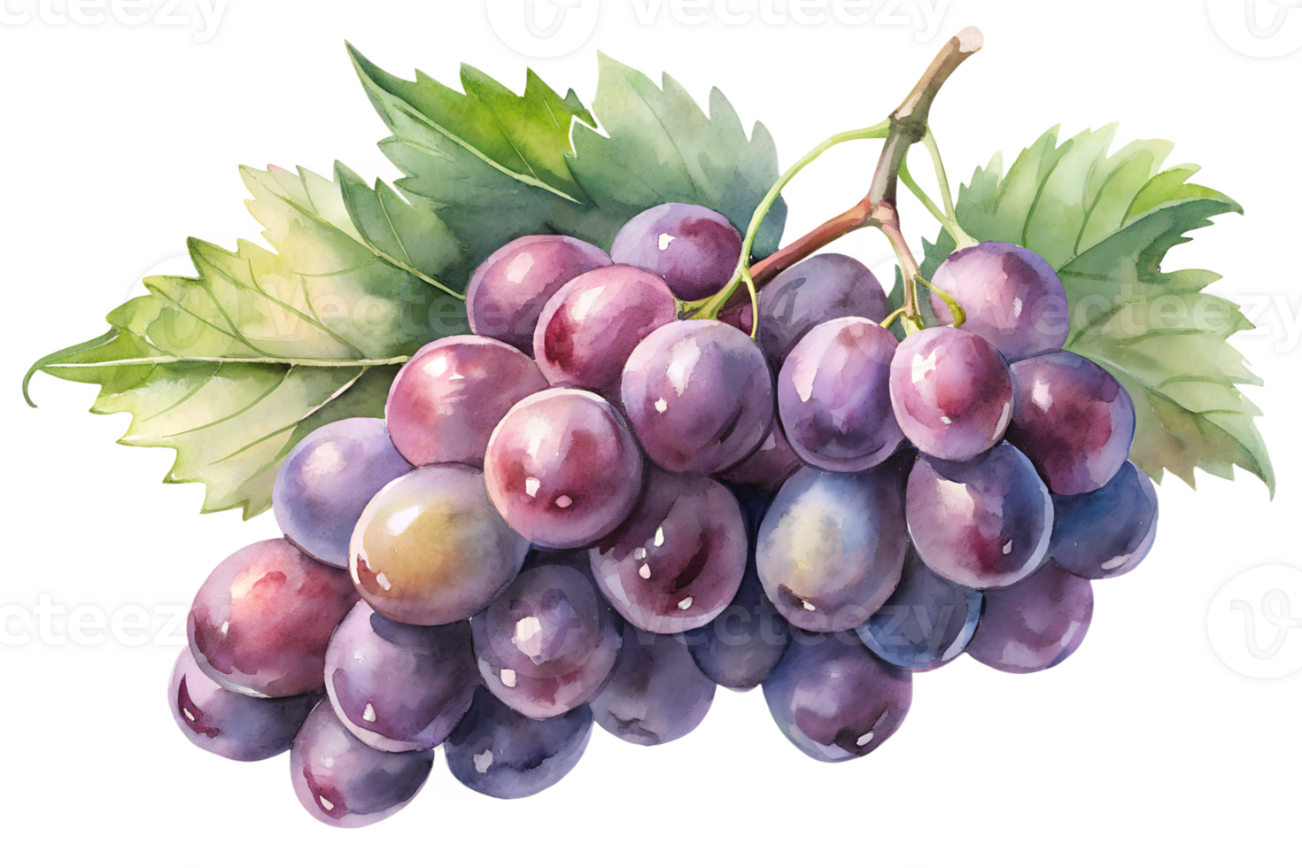 Watercolor hand drawn grape with leaves stems isolate on transparency background png