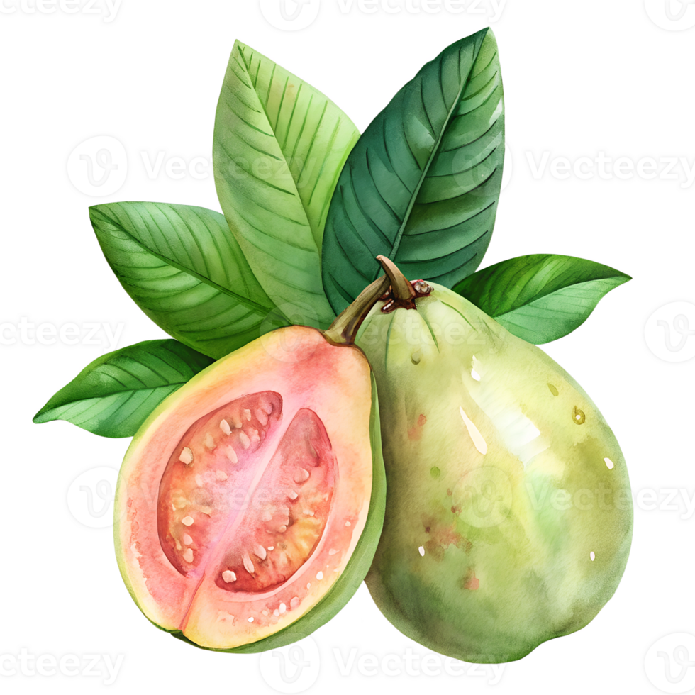 Watercolor hand drawn Guava with leaves stems isolate on transparency background png