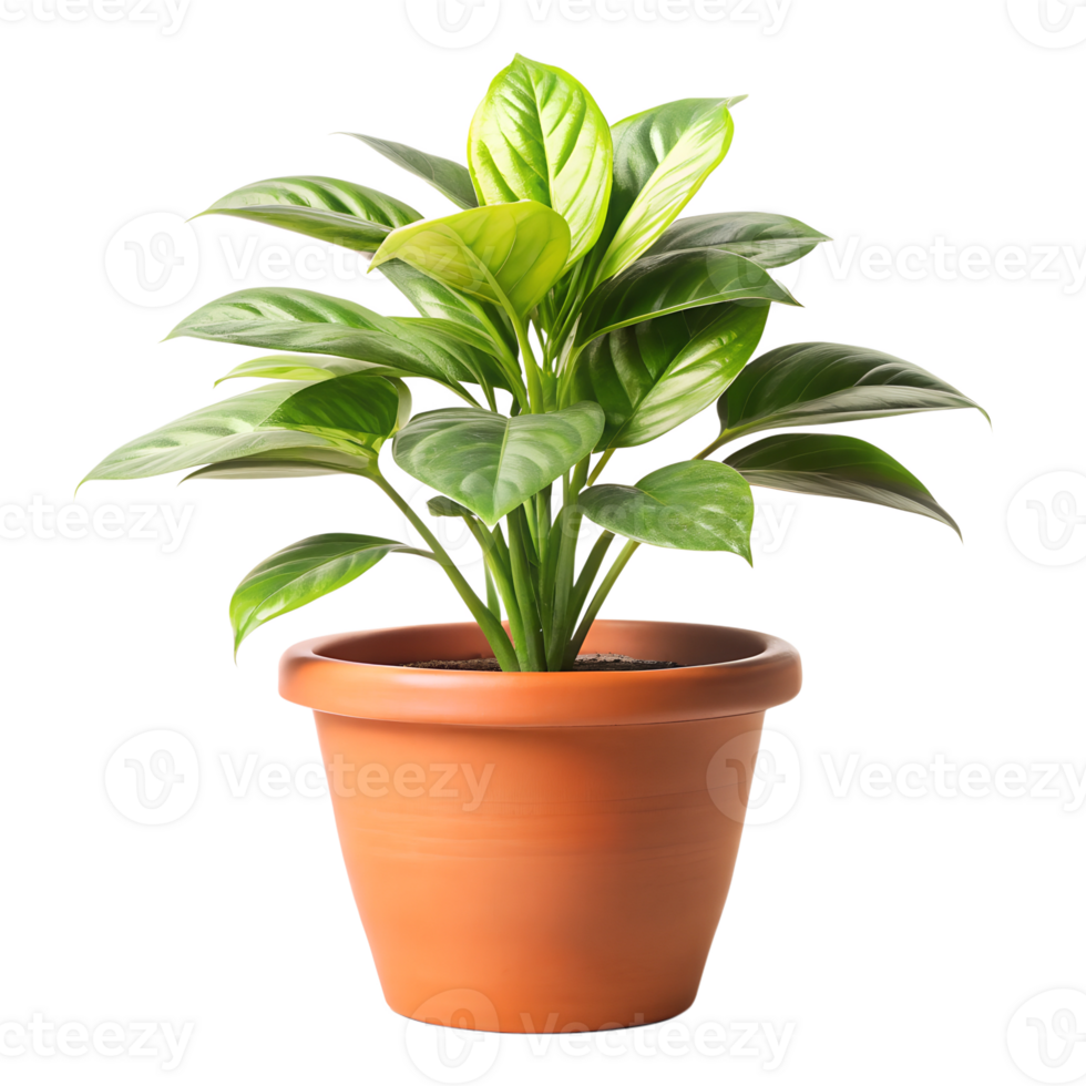potted plant isolate on transparency background png
