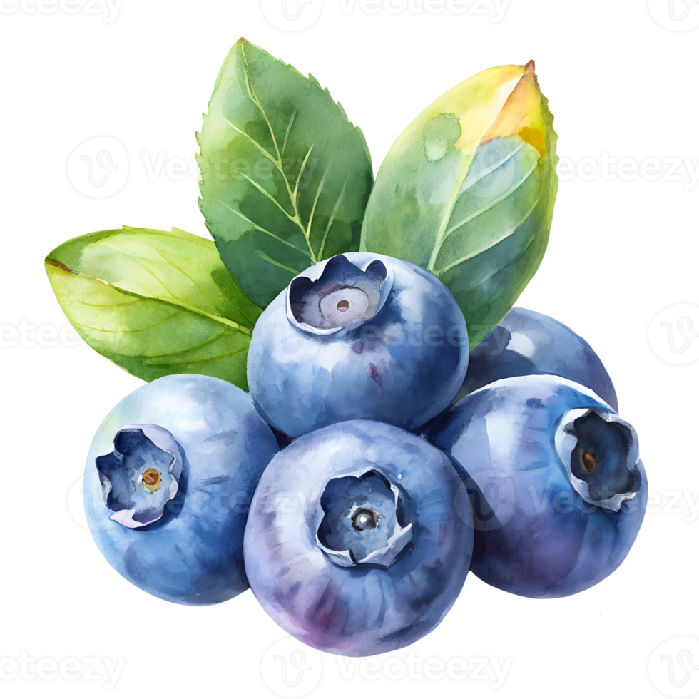 Watercolor hand drawn blueberrys with leaves stems isolate on transparency background png