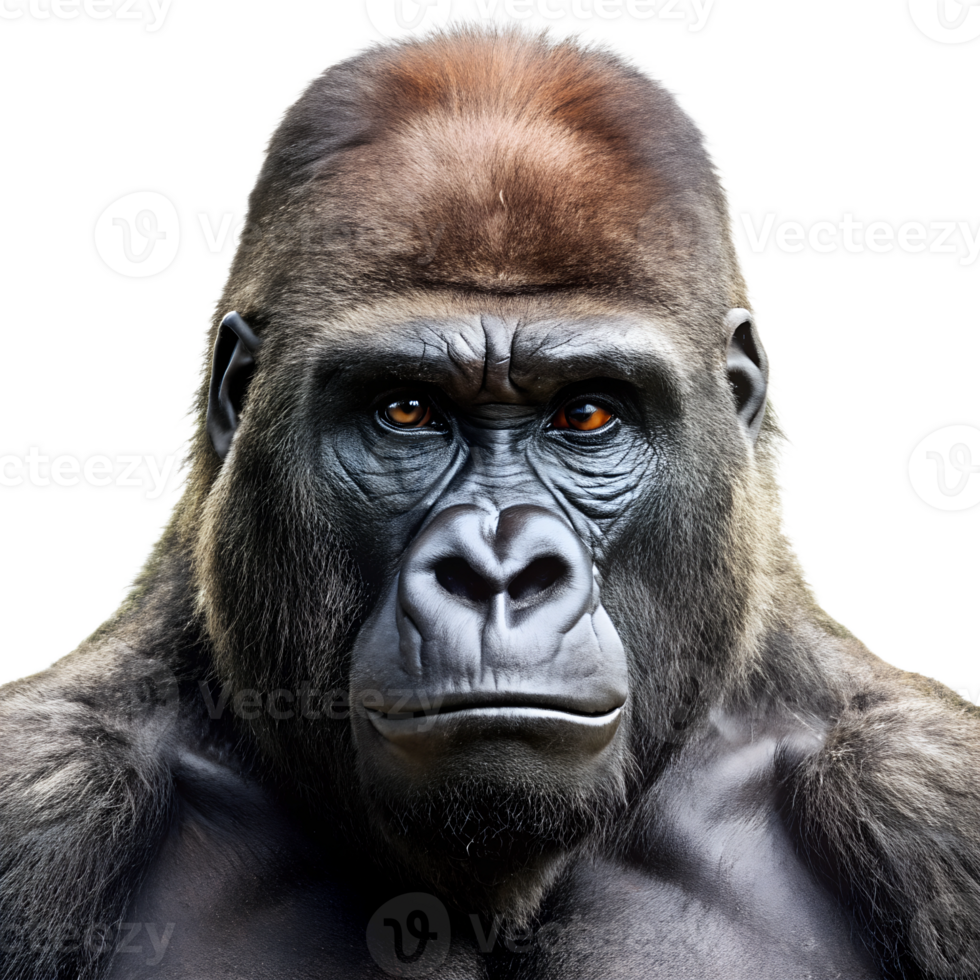 Gorilla isolate on transparency background png