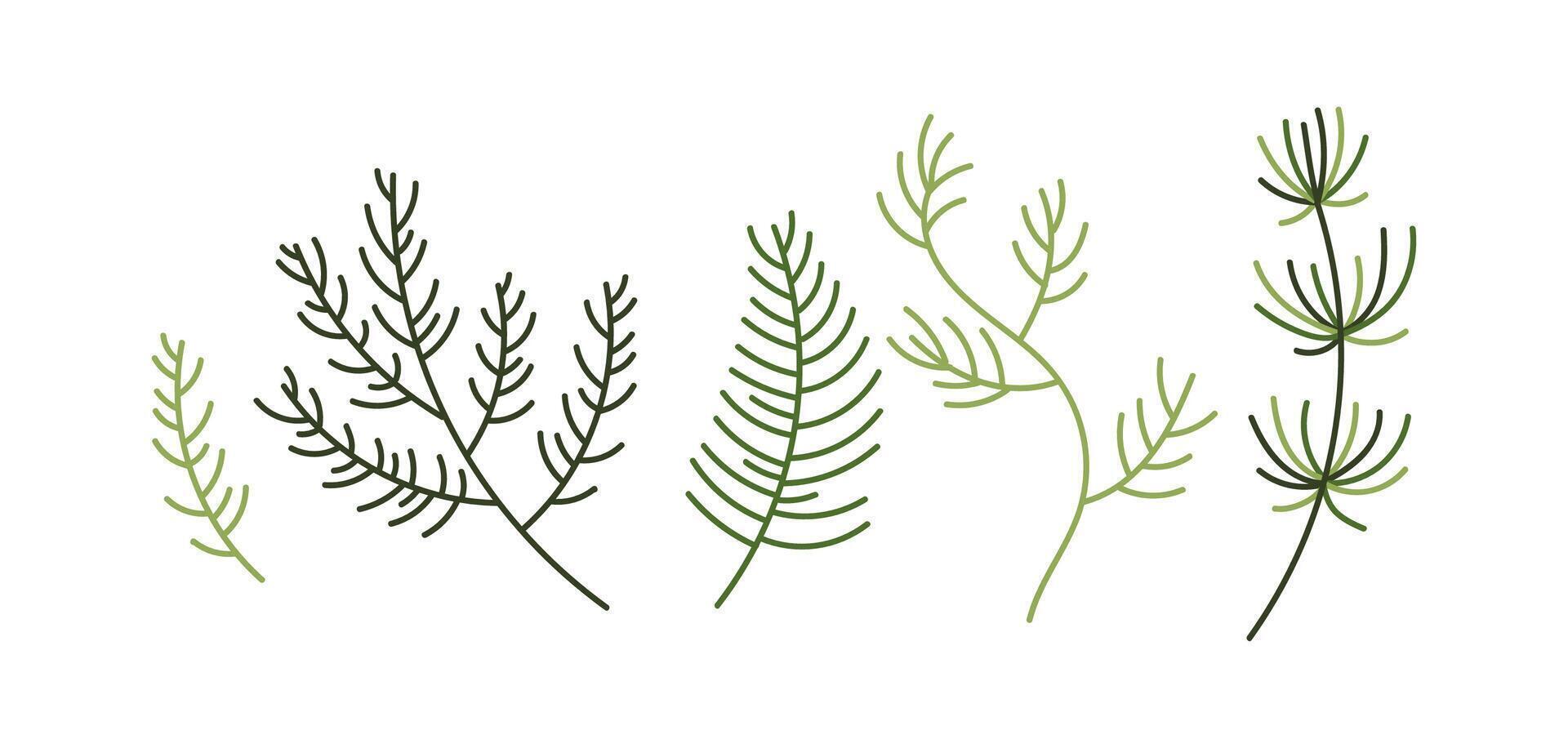 Different stylized pine branches flat color objects set. Christmas and new year greeting cards elements illustrations pack on white vector