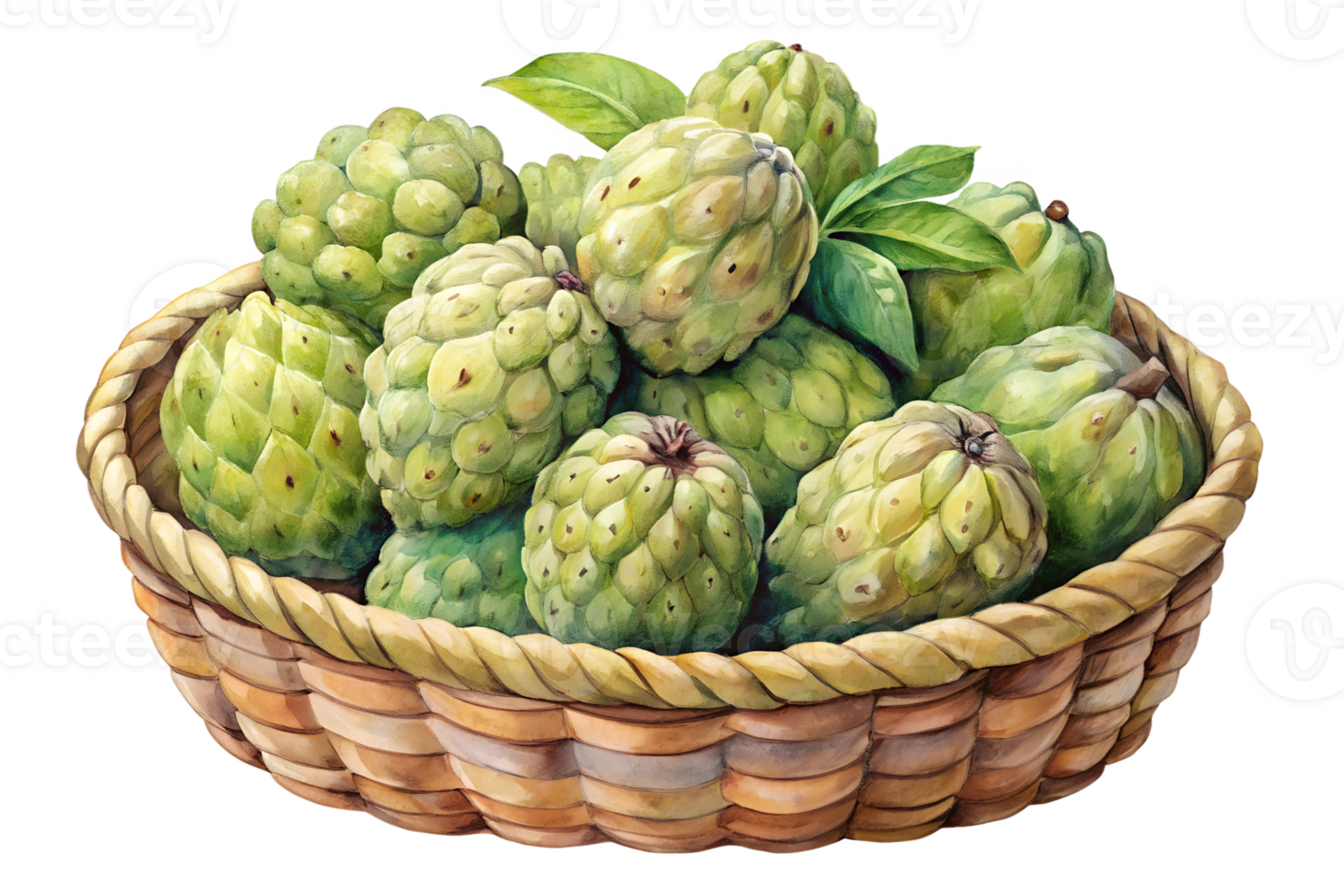Watercolor hand drawn Lots of Custard apple in a basket png