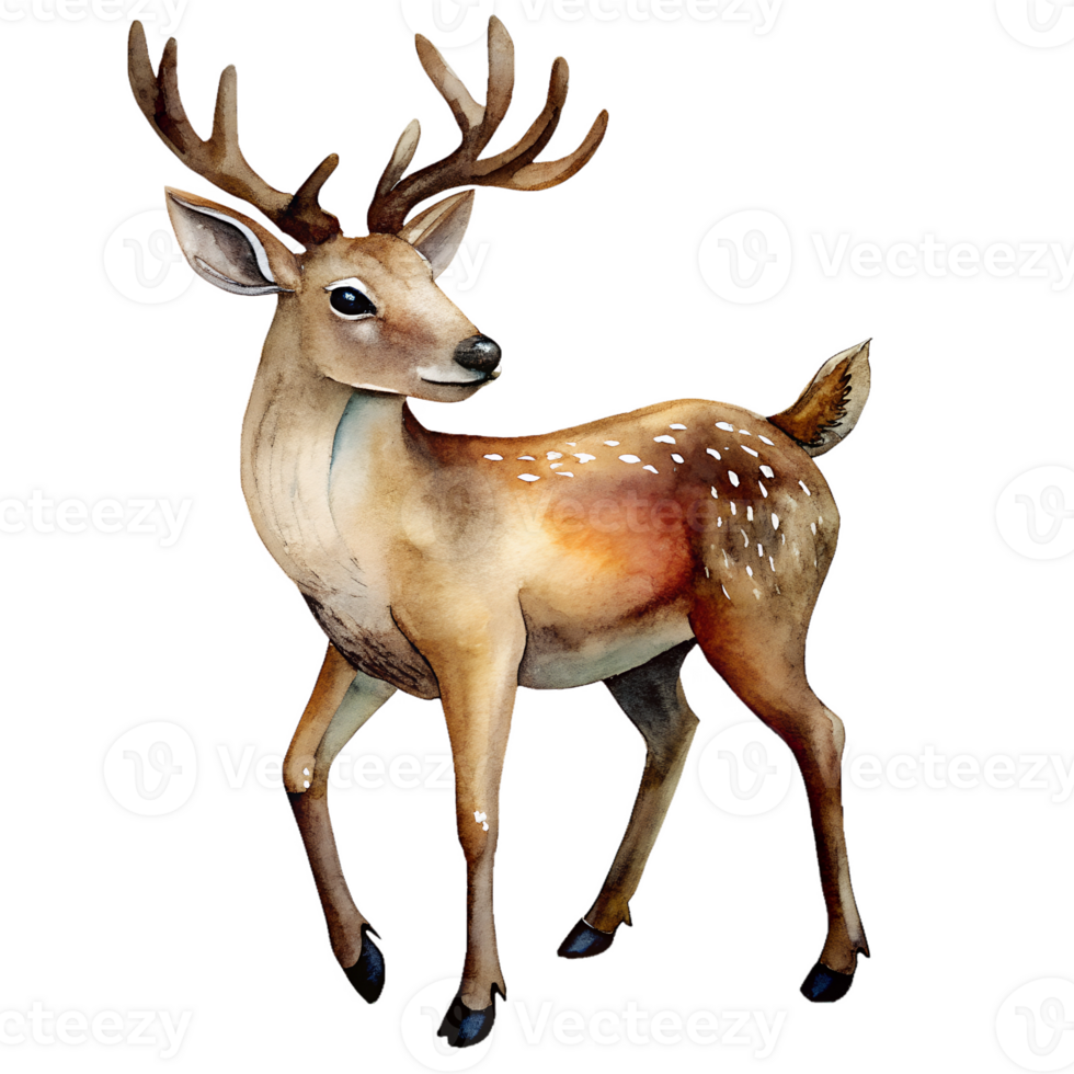 Watercolor hand drawn Reindeer. png