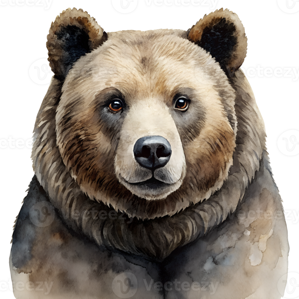watercolor hand drawn bear. png