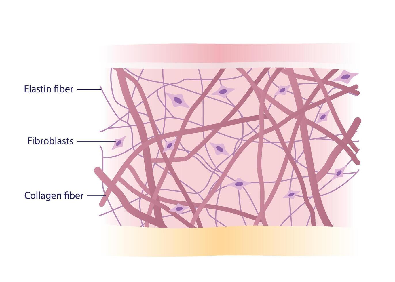Cross section of skin layer with intact collagen, elastin fibers and fibroblasts in the dermis illustration on white background. Synthesis of collagen and elastin are produced by fibroblasts. vector