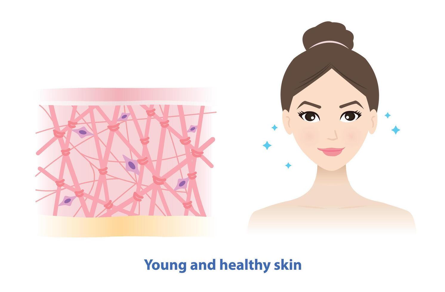 The young woman with radiant and smooth skin illustration. Cross section of high density of collagen, elastin fibers and fibroblasts in the dermis layer. Skin care and beauty concept. vector