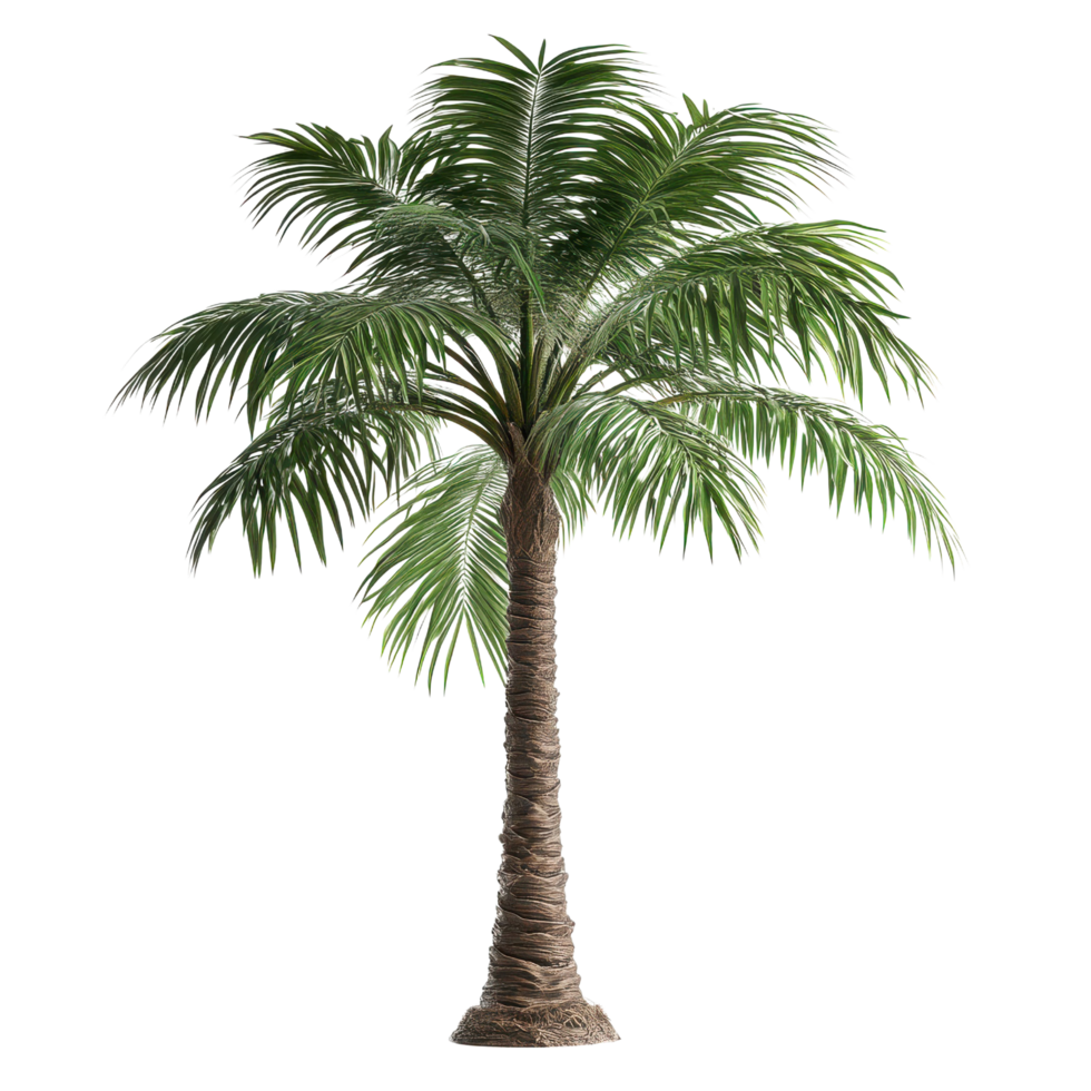 Palm tree with 3d detailed leaves and textured trunk isolated on transparent background png