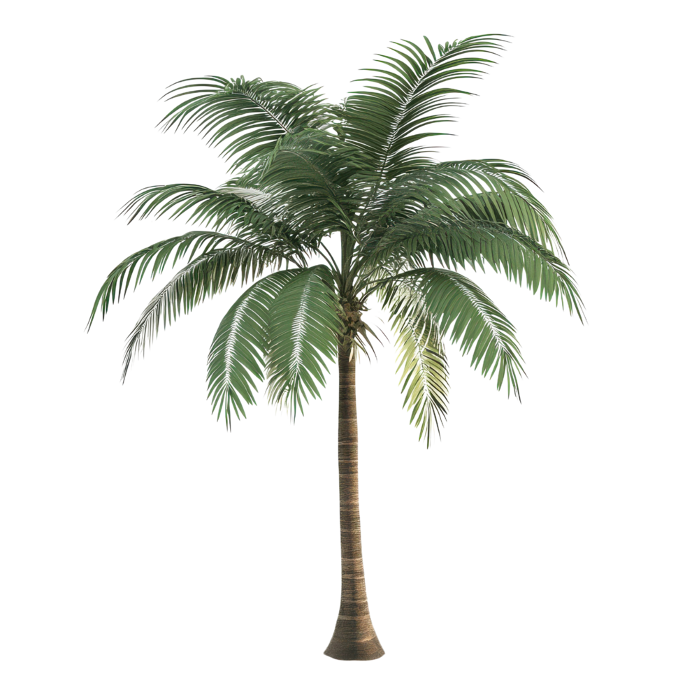 3d style palm tree featuring detailed leaves and trunk on a transparent background png