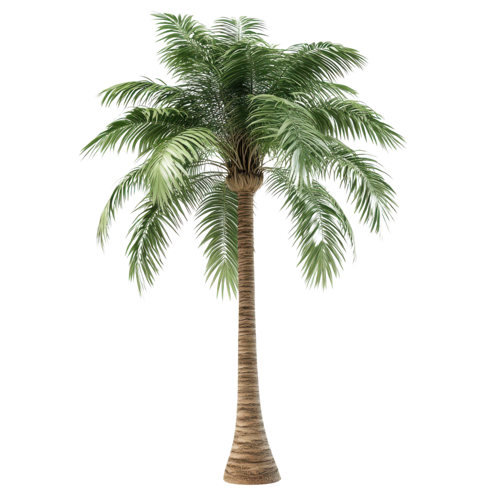 Palm tree with realistic leaves and textured trunk in 3d style transparent background png