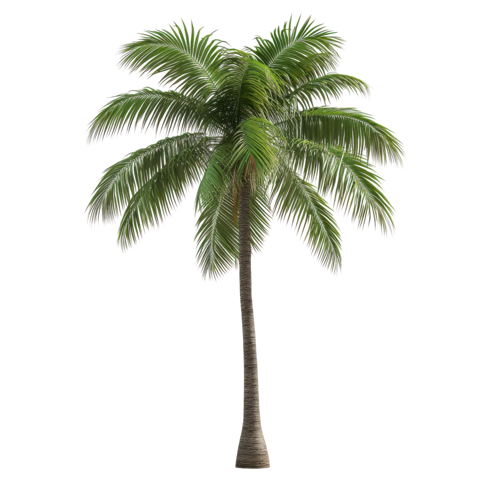 Palm tree with textured trunk and realistic leaves in 3d style transparent background png