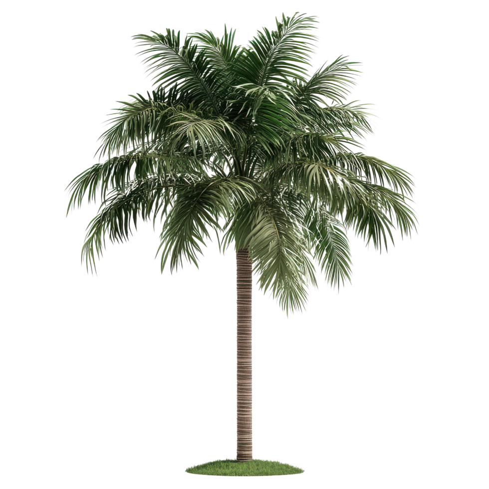 3d style palm tree with intricate leaves and trunk on a transparent background png