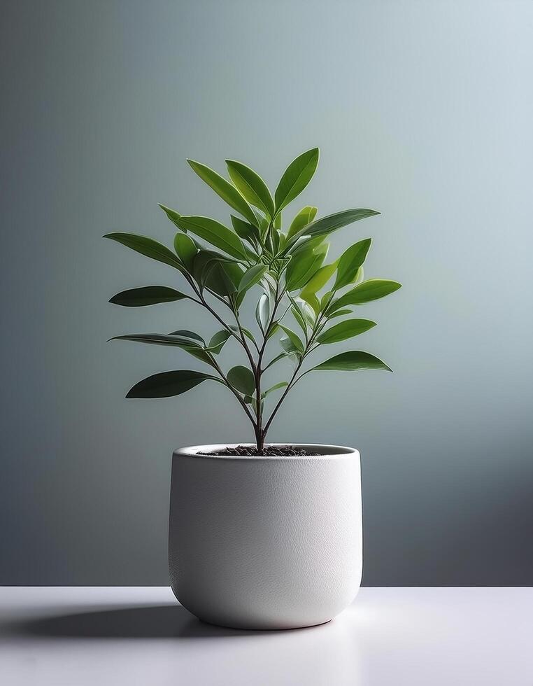 Small plant in a simple pot on a Minimalist background photo