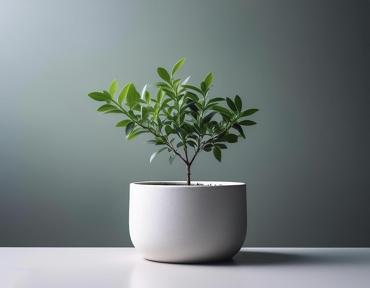 Small plant in a simple pot on a Minimalist background photo