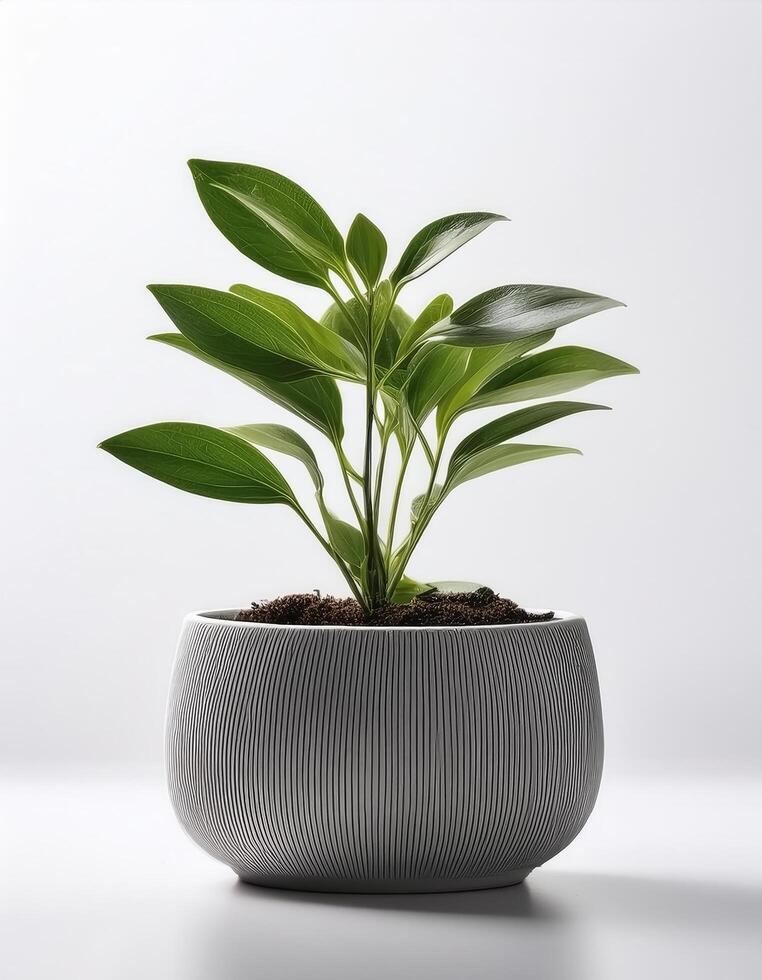 Small plant in a simple pot on a Minimalist background photo