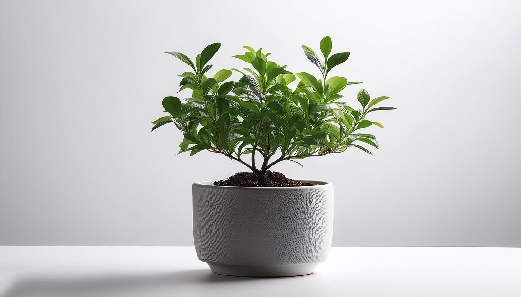 Small plant in a simple pot on a Minimalist background photo