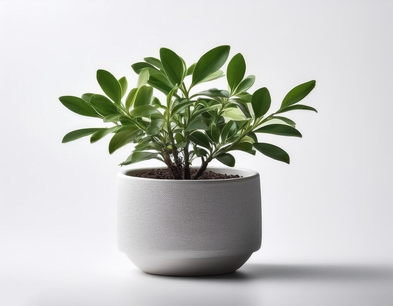 Small plant in a simple pot on a Minimalist background photo