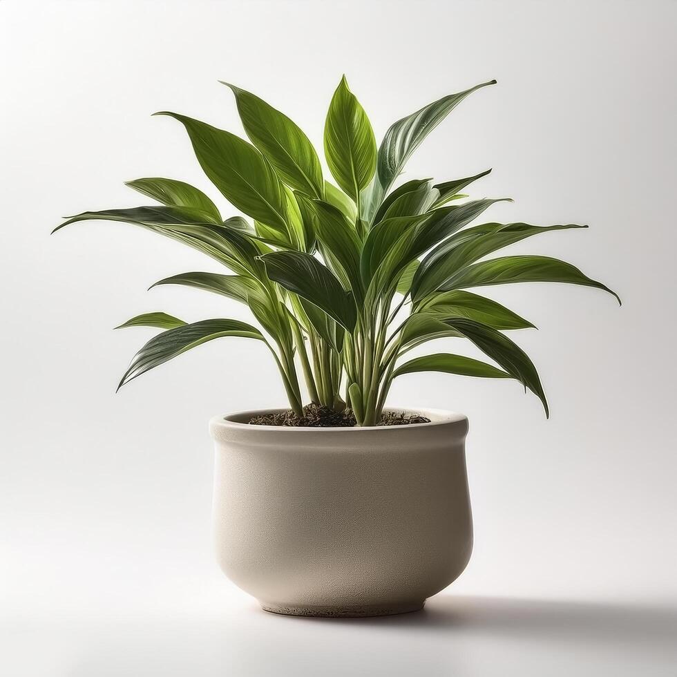Small plant in a simple pot on a Minimalist background photo