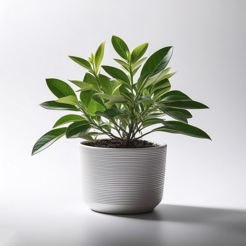 Small plant in a simple pot on a Minimalist background photo