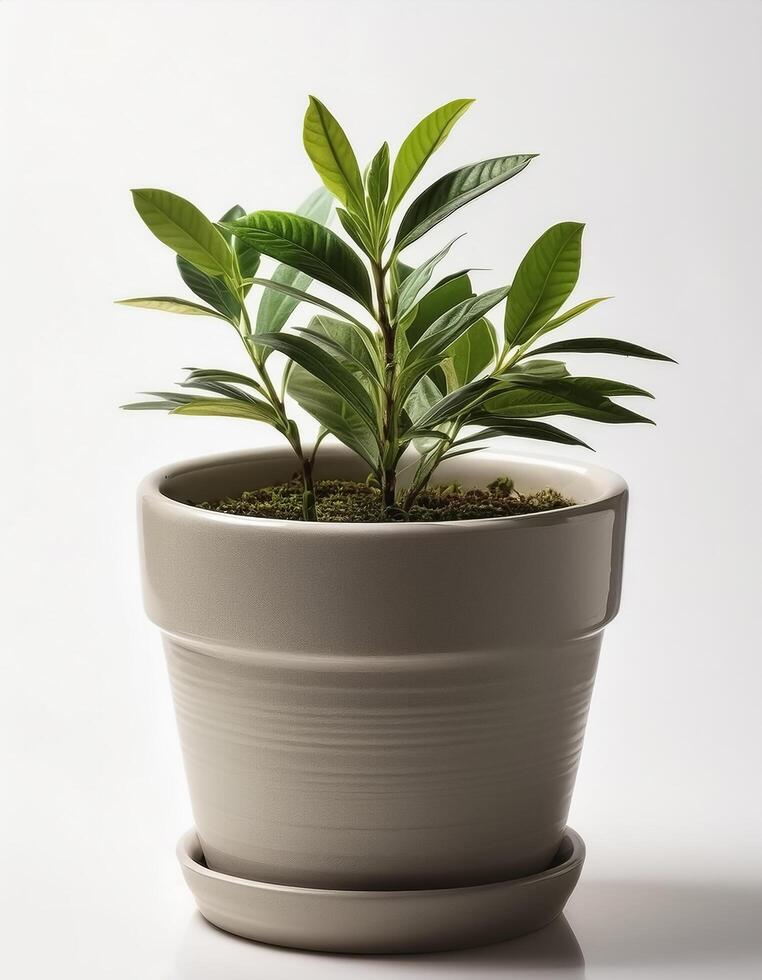 Small plant in a simple pot on a Minimalist background photo