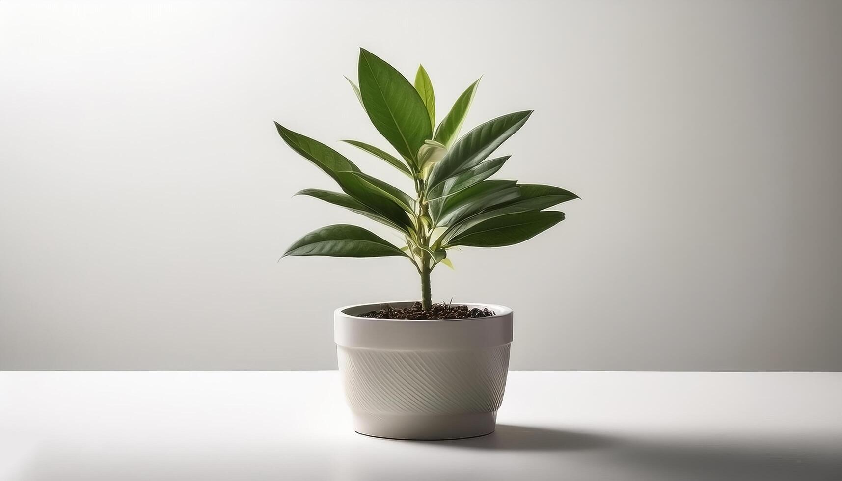 Small plant in a simple pot on a Minimalist background photo