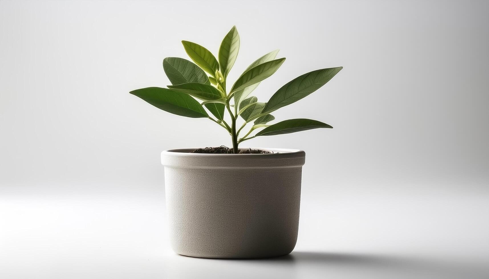 Small plant in a simple pot on a Minimalist background photo