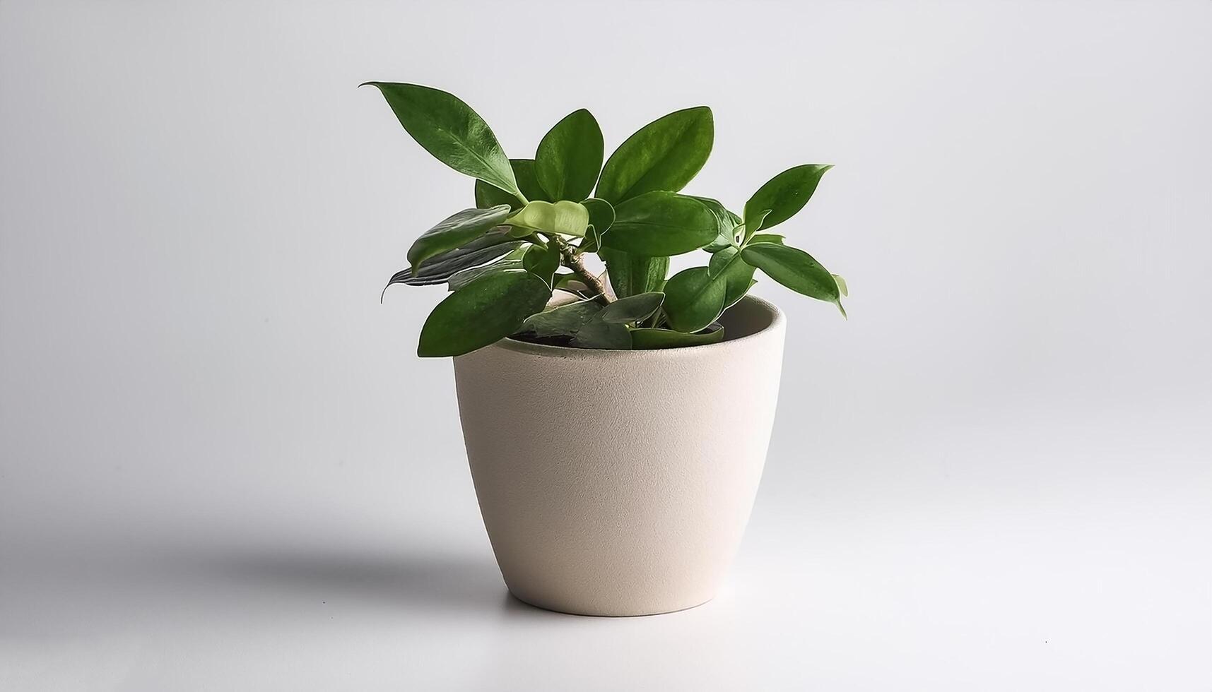 Small plant in a simple pot on a Minimalist background photo