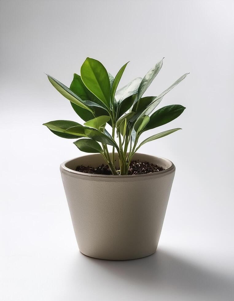 Small plant in a simple pot on a Minimalist background photo