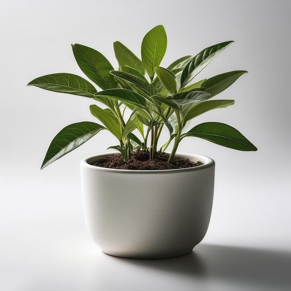 Small plant in a simple pot on a Minimalist background photo